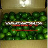 HIGH QUALITY _FRESH LIME_FROM VIETNAM !