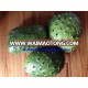 BEST PRICE_FRESH SOURSOP _FROM VIETNAM