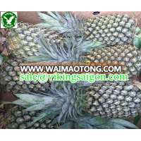 FRESH PINEAPPLE--BEST PRICE FROM VIETNAM