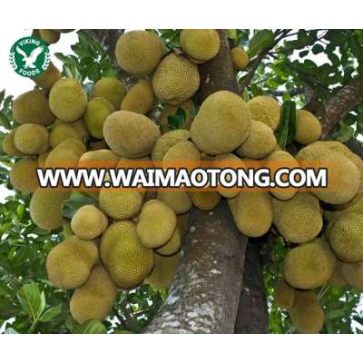 FRESH JACKFRUIT - VIETNAM FRESH FRUIT