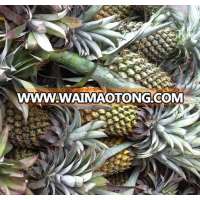 Fresh Pineapple Queen variety, Vietnam origin