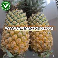 FRESH PINEAPPLE//// COMPETITION PRICE FROM VIETNAM