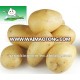 Yellow Fresh Potato(150g-250g) from JBK