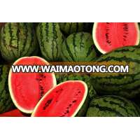 HOT SELL FROZEN WATERMELON - COMPETITIVE PRICE, HIGH QUALITY