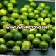 Vietnam Fresh Seedless Lime