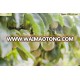 FRESH PASSION FRUIT FOR SELL- FARM PRICE