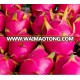 FRESH WHITE/RED DRAGON FRUIT FOR SALES/ BEST PRICE