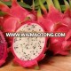 Fresh Dragon Fruit from Vietnam